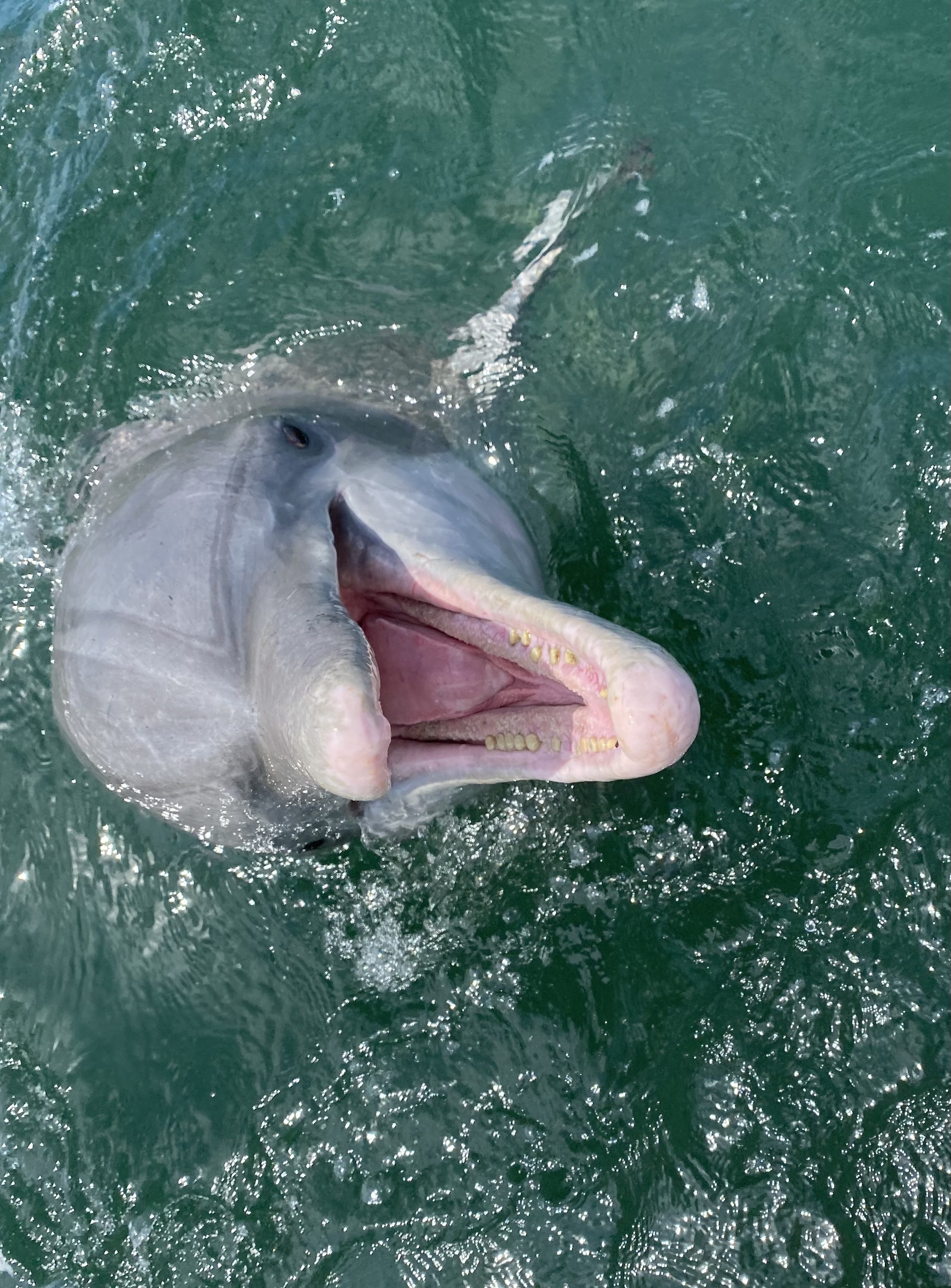 Dolphin in the bay