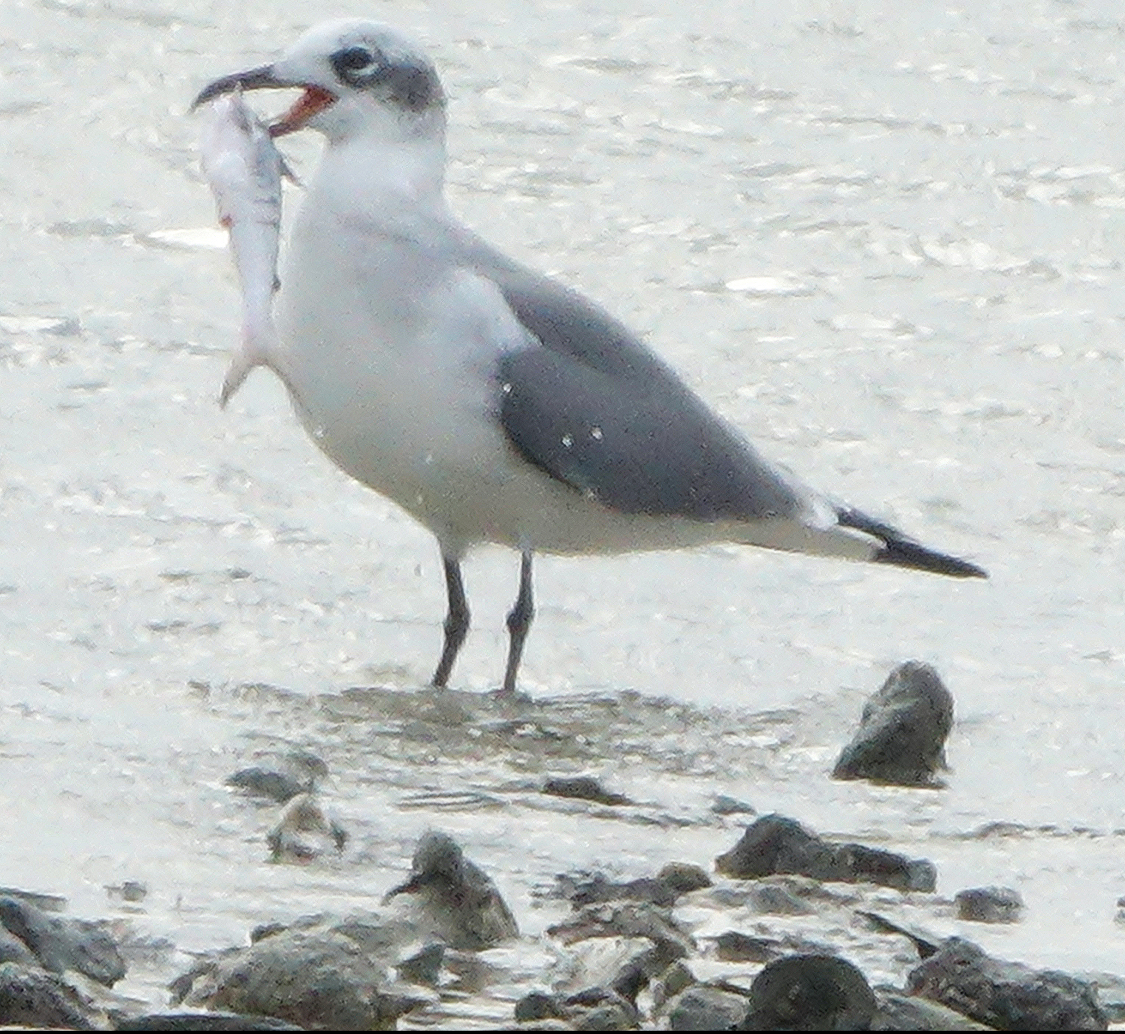 Seagull on the shore